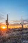 Arizona, Saguaro National Park. Saguaro sunset Art Print